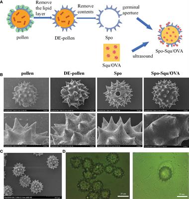 Chrysanthemum sporopollenin: A novel vaccine delivery system for nasal mucosal immunity